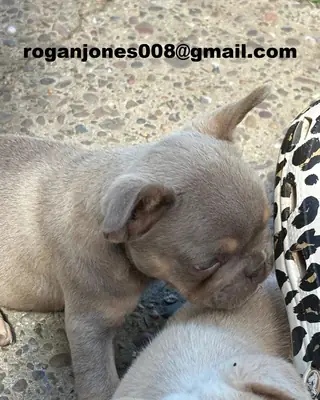 可爱的法国斗牛犬幼犬寻找新家