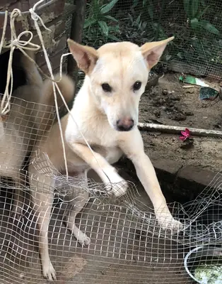 Kırsal Köpek İçin Sevgi Dolu Yeni Sahip Aranıyor