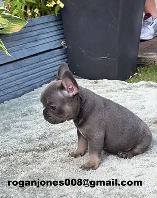Fransız Bulldog cinsinden harika yavrular şimdi yeni evlerine taşınmaya hazır