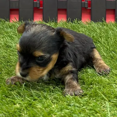 Sevimli Yorkie Yavruları