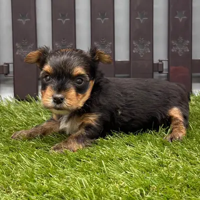 可爱的约克夏犬幼犬