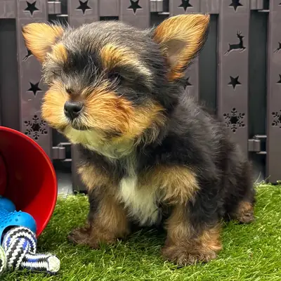 Sevimli Çay Fincanı Yorkie Yavruları