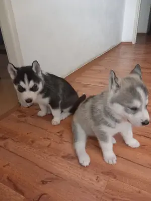 Sibirya Kurdu Yavru Köpekleri