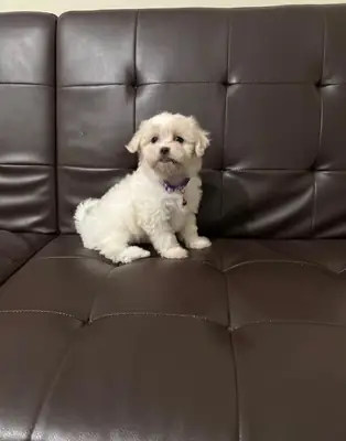 Chiot Maltais