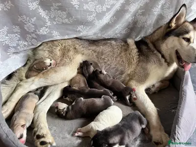 Chiots Husky Sibérien