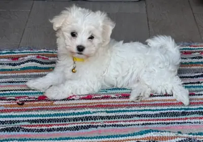 Maltese Puppy