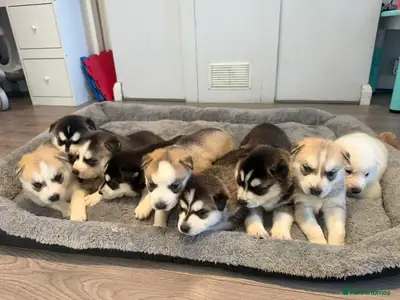 Siberian Husky Puppies