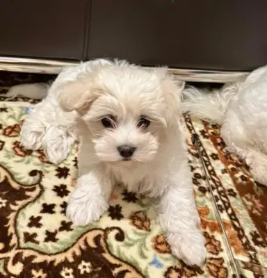 Maltese Puppy