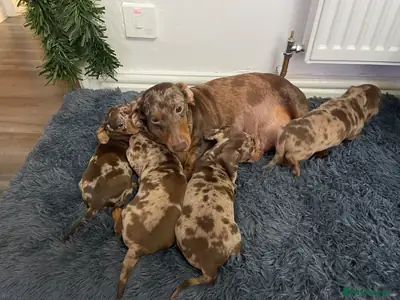 腊肠犬小狗