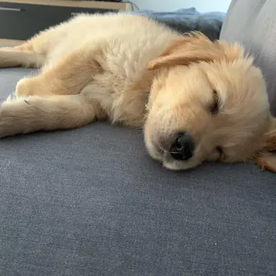 Golden Retriever Puppies 