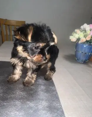 Yorkshire Terrier  Puppy