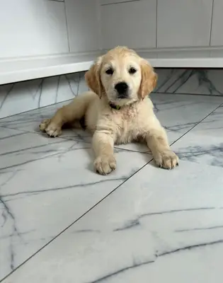 Golden Retriever Yavruları