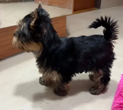 约克夏犬小狗