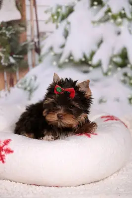 约克夏犬幼犬