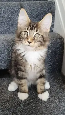 缅因猫小猫待领养。