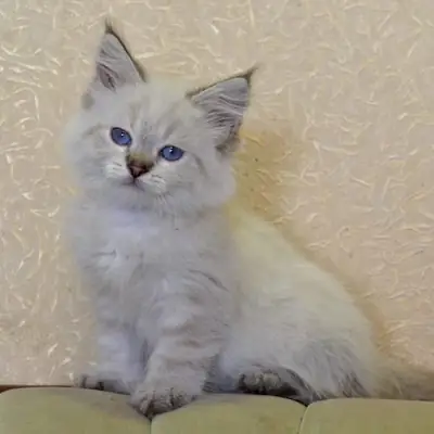 Chatons Sibériens à Adopter