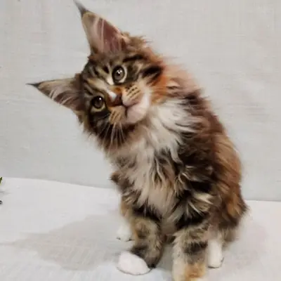 缅因库恩小猫寻找永远的爱心家庭！