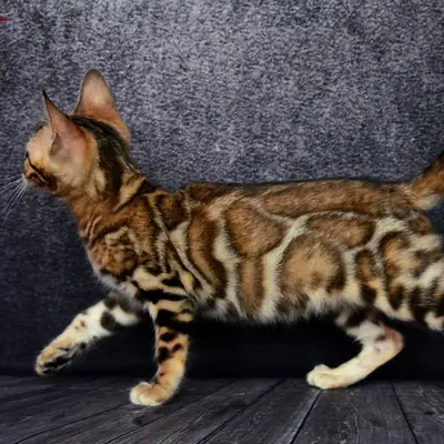 Gatitos Bengalíes en Adopción