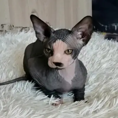 ¡Adorables gatitos Sphynx disponibles para adopción! 💕🐱