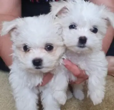 可爱的马尔济斯幼犬寻找永远的家