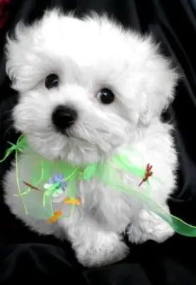 认识你的新好朋友 – 马尔济斯幼犬 🐾