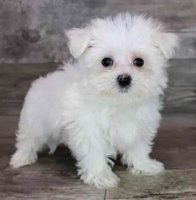 给一只马尔济斯幼犬一个充满爱的家
