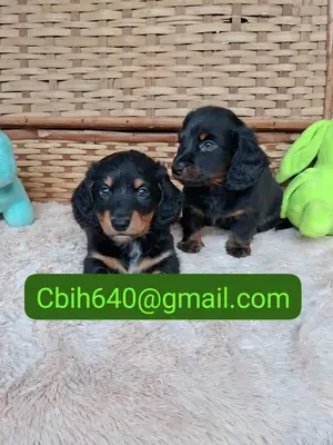 CACHORRO TECKEL ESPERANDO UNA FAMILIA QUE LO CUIDE CON AMOR 603990353