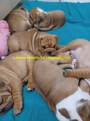 顶级英斗幼犬可供出售 请通过照片上的电子邮件联系