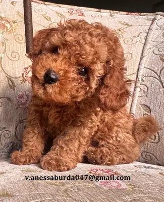 玩具贵宾犬幼犬