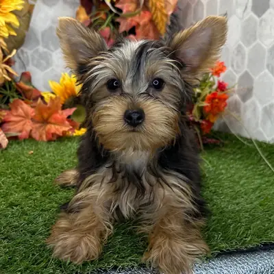 约克夏犬幼犬待领养