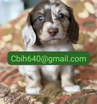 ЩЕНКИ ТАКСЫ ИЩУТ ОСОБУЮ СЕМЬЮ 603990353