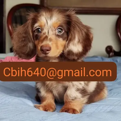 CACHORRO TECKEL EN BUSCA DE UN HOGAR LLENO DE CARIÑO 603990353