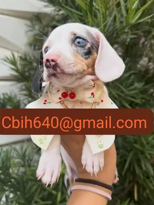 CACHORRO TECKEL BUSCA UN HOGAR DONDE CRECER FELIZ 603990353