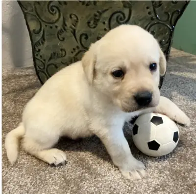 Dale a un adorable Labrador un hogar para siempre ❤️🐶