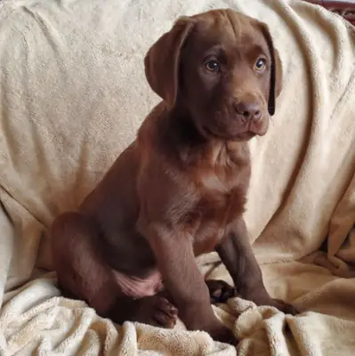 Cachorros Labrador Retriever buscan adoptantes responsables