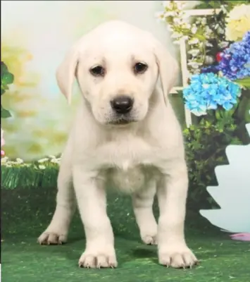 Bir Labrador'un sevgisi seni bekliyor!