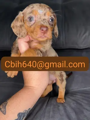 CACHORRO TECKEL BUSCA UN HOGAR LLENO DE CARIÑO 603990353
