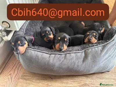 ЩЕНКИ ТАКСЫ ЖДУТ СЕМЬЮ, КОТОРАЯ ПРИМЕТ ИХ С ЛЮБОВЬЮ 603990353