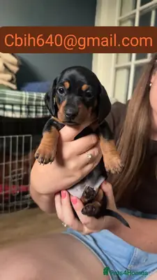 CACHORRO TECKEL EN BUSCA DE UNA FAMILIA CARIÑOSA 603990353
