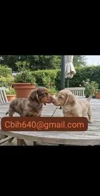 CACHORRO TECKEL BUSCA UNA FAMILIA QUE LE DÉ MUCHO CARIÑO 603990353