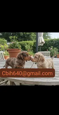 ЩЕНКИ Такса ГОТОВЫ НАЙТИ ОСОБЕННУЮ СЕМЬЮ 603990353