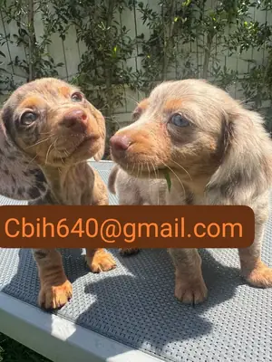 CACHORRO TECKEL ESPERA UN HOGAR DONDE PUEDA SER MUY FELIZ 603990353