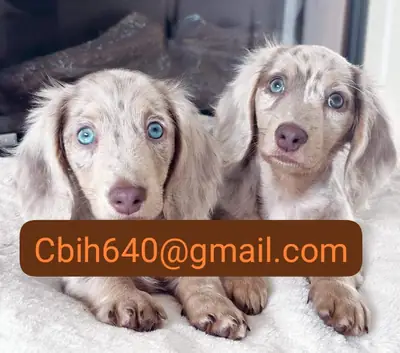 ЩЕНКИ ТЕЧКЕЛЬ ЖДЕТ, ЧТОБЫ НАЙТИ ЛЮБЯЩИЙ ДОМ 603990353