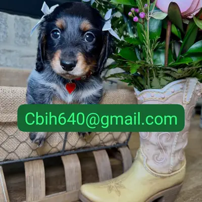 CACHORRO TECKEL BUSCA UN HOGAR DONDE RECIBIR TODO EL CARIÑO QUE MERECE 603990353