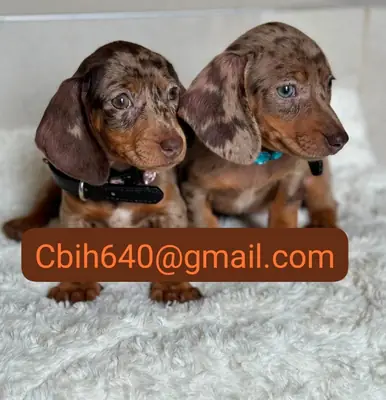 CACHORRO TECKEL BUSCA UN HOGAR TRANQUILO DONDE PUEDA CRECER FELIZ 603990353