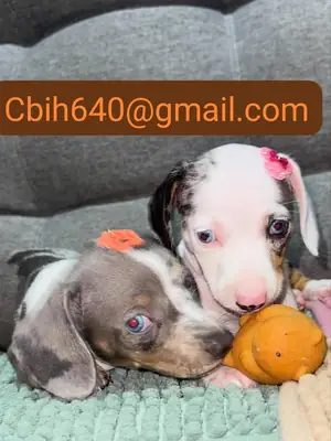 CACHORRO TECKEL BUSCA UNA FAMILIA QUE LE DÉ UN HOGAR LLENO DE AMOR 603990353