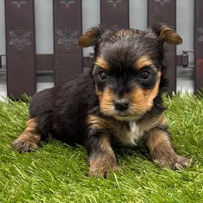 可爱的玩具尺寸约克夏犬幼犬
