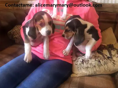 Cachorros Beagle (machos y hembras) sanos y limpios