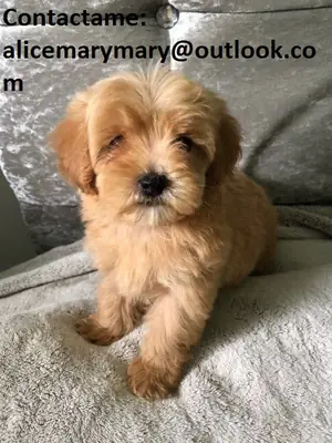 Удивительные щенки Мальтипу