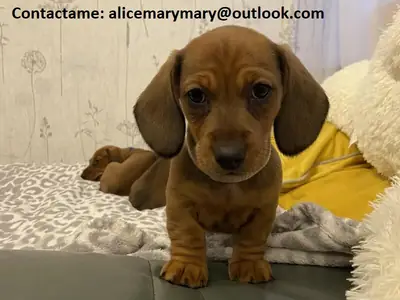 非常好玩的腊肠犬幼犬。
